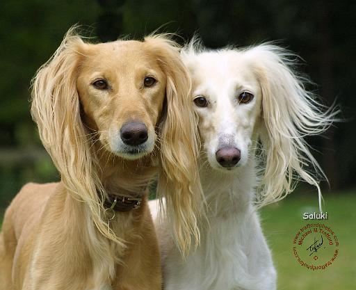 Saluki 8R008D-16.JPG